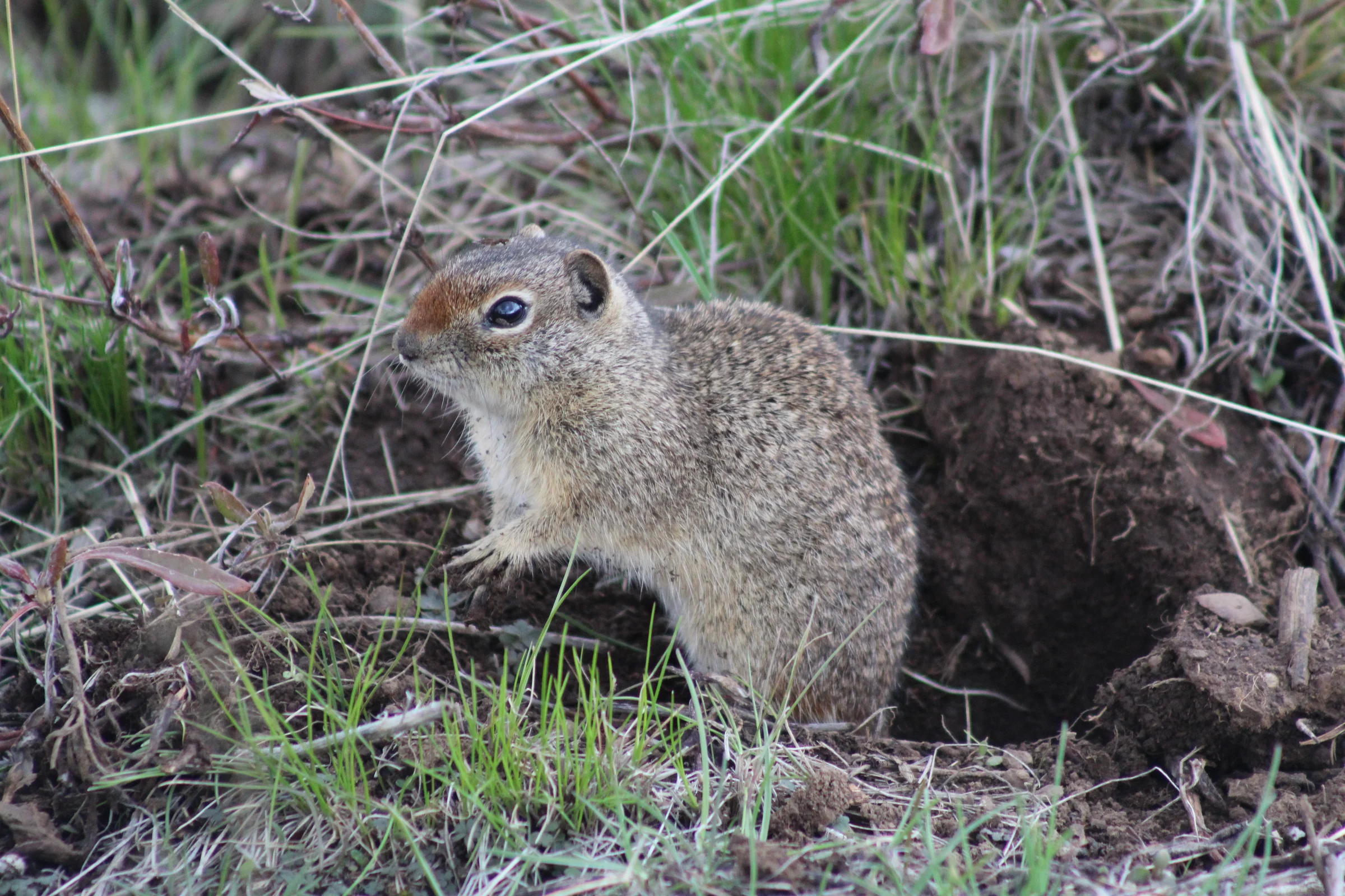 A northern Idaho ground squirrel in its meadow habitat, photographed by Madison Ficca