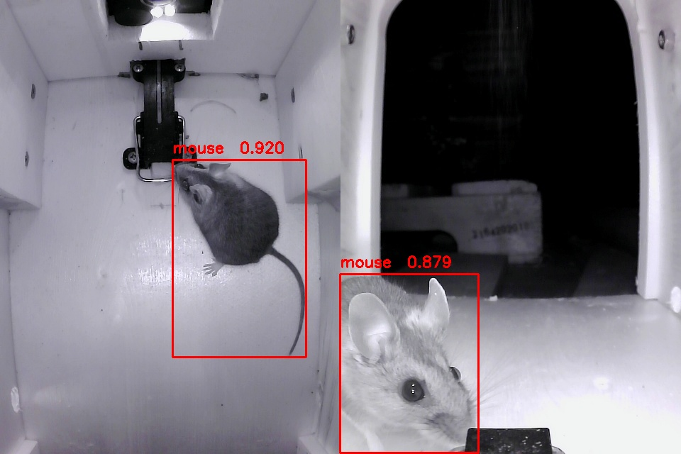 Original proposal figure demonstrating real-time species recognition in the early prototype
